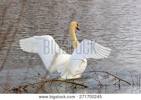Young White Swan On A Water Surface Flaps Its Wings