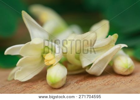 Medicinal Moringa Flower With Green Leaves In Timber Surface