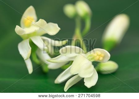 Closeup Of Medicinal Moringa Flower In Green Nature