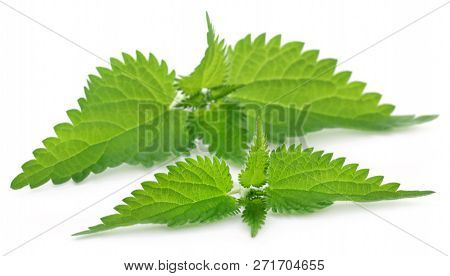 Medicinal Nettle Green Leaves Over White Background
