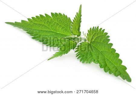 Medicinal Nettle Green Leaves Over White Background