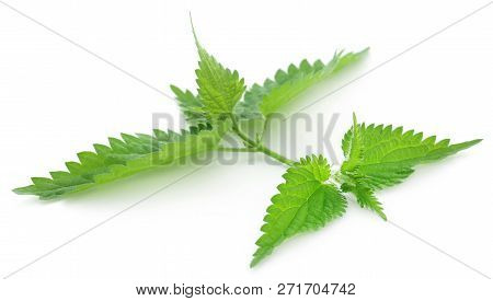 Green Nettle Leaves That Have Many Kinds Of Madicinal Value Over White Background