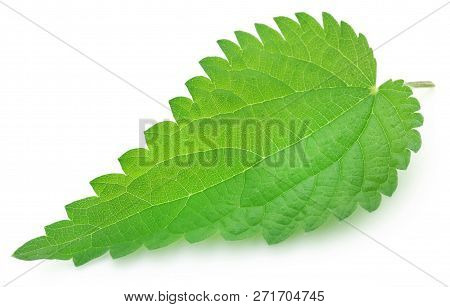 Closeup Of Nettle Leaves Isolated Over White Background