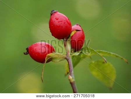 Closeup Of Madicinal Rose Hips In Nature