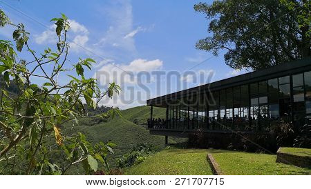 Boh Tea Plantation Sungai Palas, Cameron Highlands