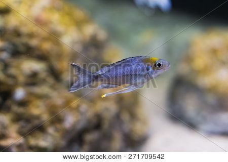 Silver Juvenile Cichlid Fish, A Exotic Aquarium Pet.