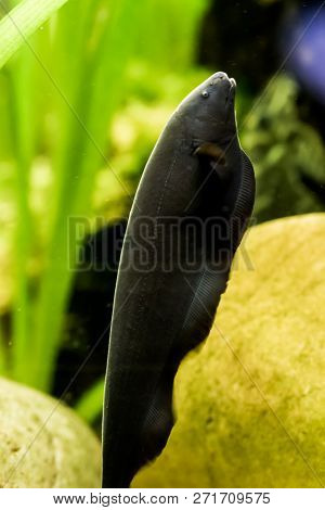 Black Ghost Knife Fish, A Popular Aquarium Pet From The Amazon Basin.
