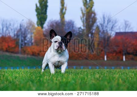 Dog Breed French Bulldog Is Stand On Green Grass