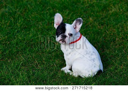 Puppy Breed French Bulldog A Close-up On Green Grass