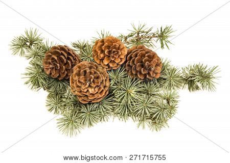 Pine Cones Isolated On A White Background