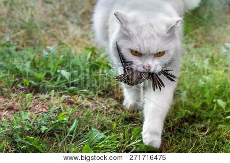 White Cat Caught A Bird, Hunter With Prey