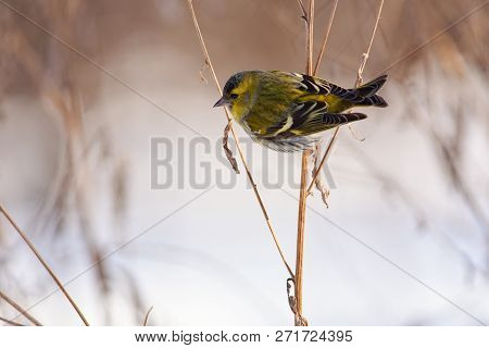 Siskin (spinus Spinus) Sits On A Dry Blade Of Grass On A Background Of A Forest Clearing.