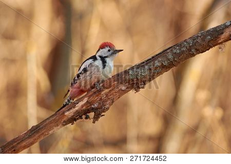 Middle Spotted Woodpecker (dendrocoptes Medius) Sits On A Dry Oak Branch In The Autumn Forest Park.