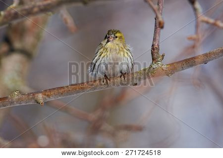 Siskin (spinus Spinus) Sits On A Branch Of A Wild Apple Tree In A Spring Forest Park.