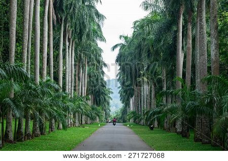 Kandy, Sri Lanka - April 26, 2018: Palm Trees Alley In The Peradeniya Royal Botanical Garden In Kand