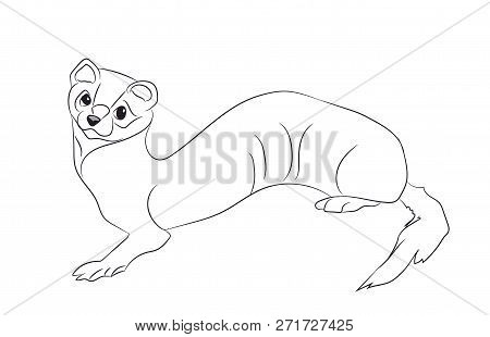Vector Illustration Marten Line, Vector, White Background