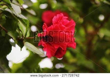 Red and bright Hibiscus flower with blurred background