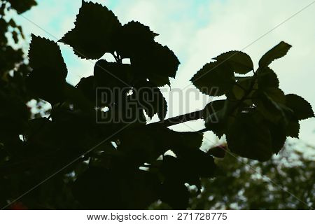 Hibiscus Plant Leaves Which Are Green And Beautiful