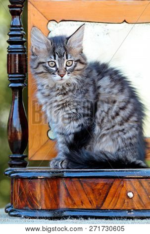 Small Nowegian Forest Cat Kitten Sitting By The Old Mirror