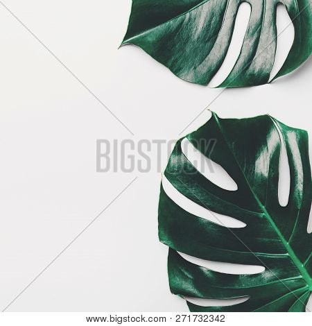 Monstera Leaves On White Background. View From Above. Monstera Background. Summer Nature Spa Fashion