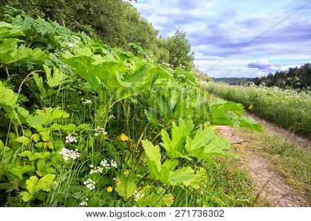 Hogweed Thickets Along A Country Road. Countryside In Russia Summer Day