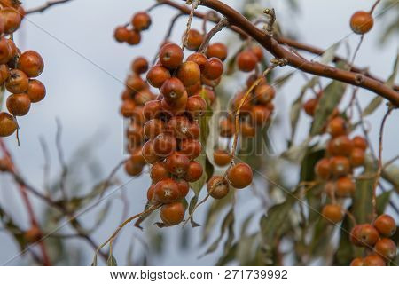 Ripened Fruits Of Ukrainian Olives