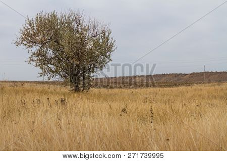 The Last Days In The Tavrian Steppe