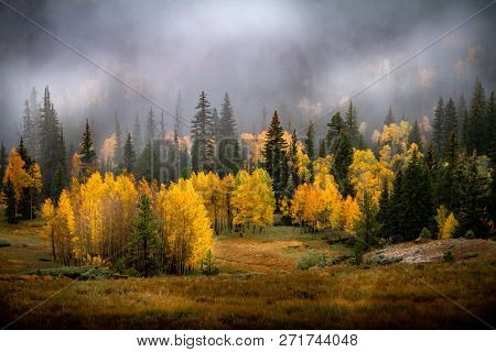 Incredible Misty Autumn Or Early Winter View Of Gorgeous Pine, Birch And Aspen Trees In A Forest In 