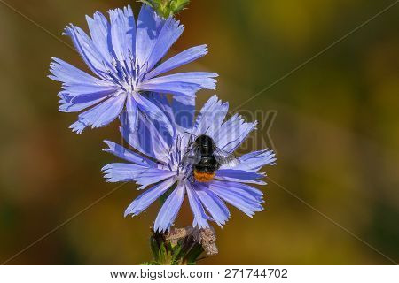 Red-tailed Bumblebee On Sky Blue Flowers Of Common Chicory. Amsterdam South-east, The Netherlands