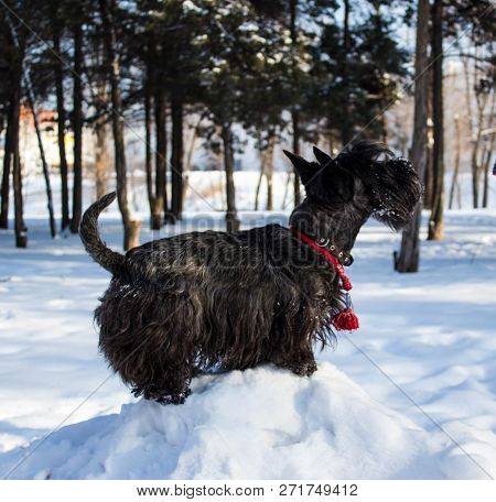 Black Scotish Terrier Like Hunting In Winter Forest