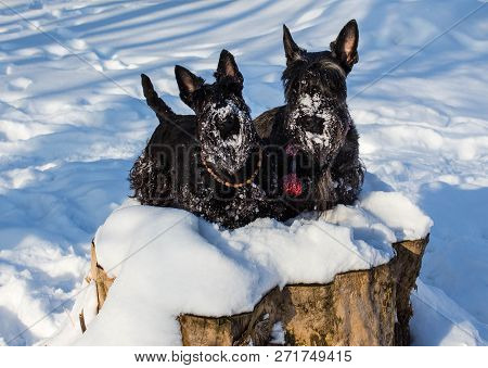 Black Scotish Terrier Like Hunting In Winter Forest