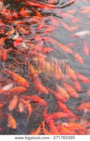 Koi Carp Fish In The Lake Or Pond. Top View. Vertical.