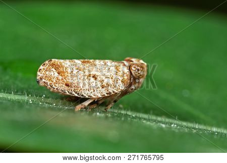 Macro Photography Of Planthopper On Green Leaf