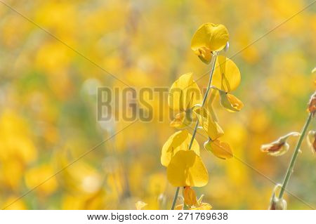 Yellow Flower Of Sunn Hemp, Indian Hemp Flower Field, Madras Hemp Or Crotalaria Juncea Is A Tropical