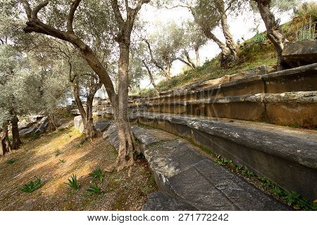 Old Olive Tree And Ancient Ruins On Bafa Lake, National Park In Turkey