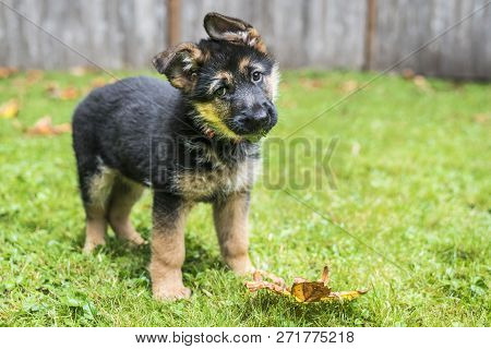 German Shepherd Puppy With Leaves In Her Mouth Practicing The Classic Head Tilt.