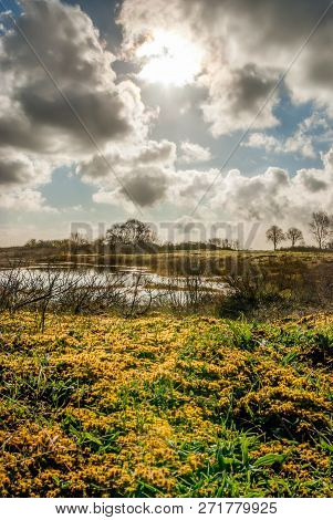 Young Yellow-green Haircap Moss At The Shore Of The Little Dune Lake Lights Up As The Morning Sun Pi