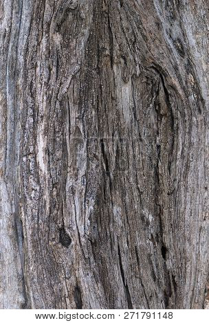 Part Of The Trunk Of An Old Olive Tree With Bark Covered With A Pattern Of Cracks.
