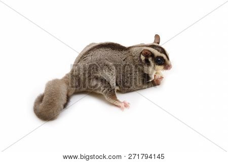 Flying Squirrel Holding Food In Hand On White Background.