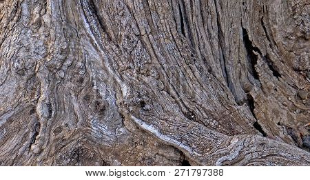 Part Of The Trunk Of An Old Olive Tree With Bark Covered With A Pattern Of Cracks.