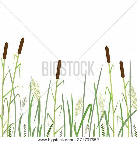 Reed And Green Grass Background   ,vector Illustration