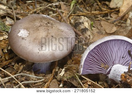Wood Blewit