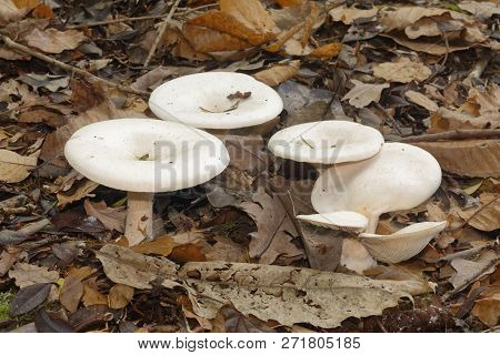 Trooping Funnel Fungi