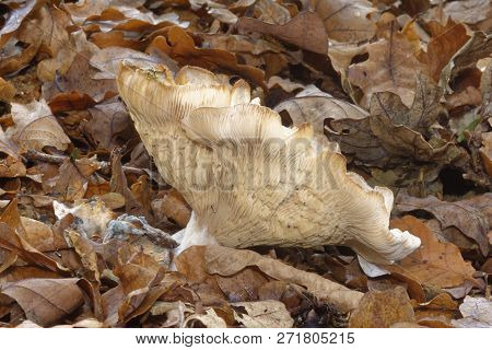 Trooping Funnel Fungi
