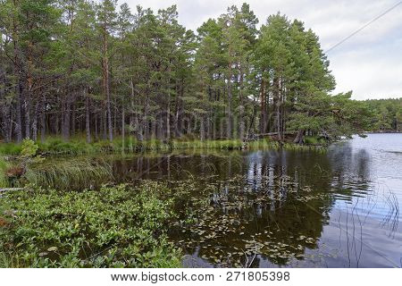Scots Pine Trees & Bogbean In Loch Garten, Straithspey, Scotland, Uk
