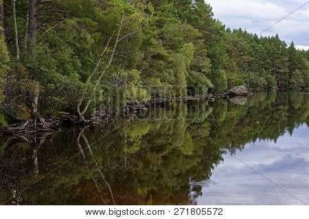Refrections Of Scots Pine Trees, Loch Garten, Straithspey, Scotland, Uk