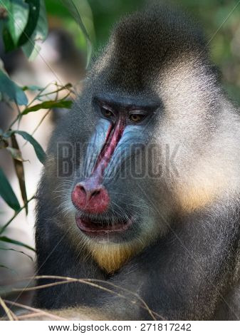 Mandrill Close-up Portrait (mandrillus Sphinx) Gabon America
