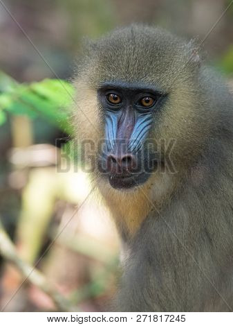 Mandrill Close-up Portrait (mandrillus Sphinx) Gabon America