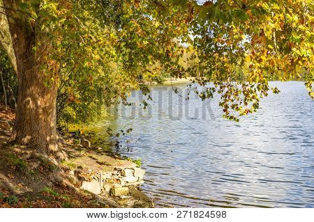 Tree At Oise River In Auvers-sur-oise Village
