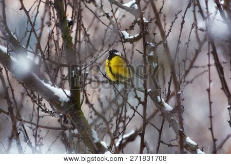 Titmouse On A Snowy Branch Of A Tree. Winter Photo. Snowfall. Blurred Background.